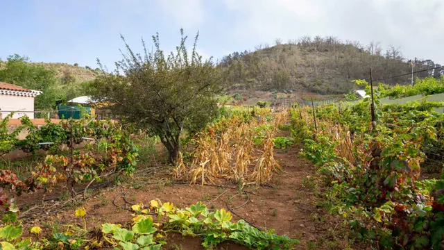 Terreno urbano en Tacoronte. — 8