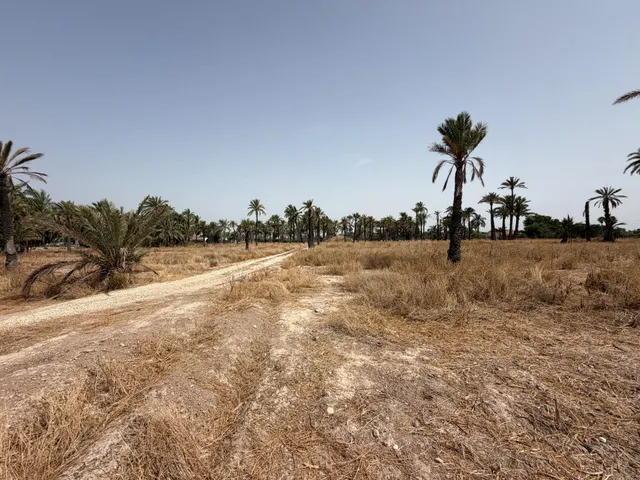 PARCELA DE 10.200M MUY PRÓXIMO A ELCHE PARA PODER CONSTRUIR  - foto 5