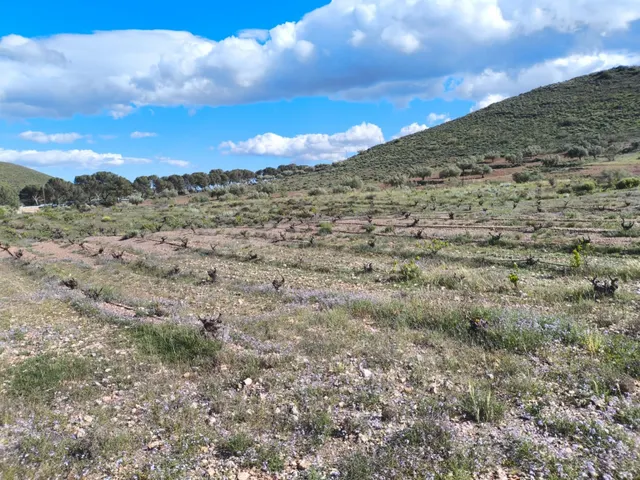 Terreno Rural en Venta en Alboloduy - foto 4
