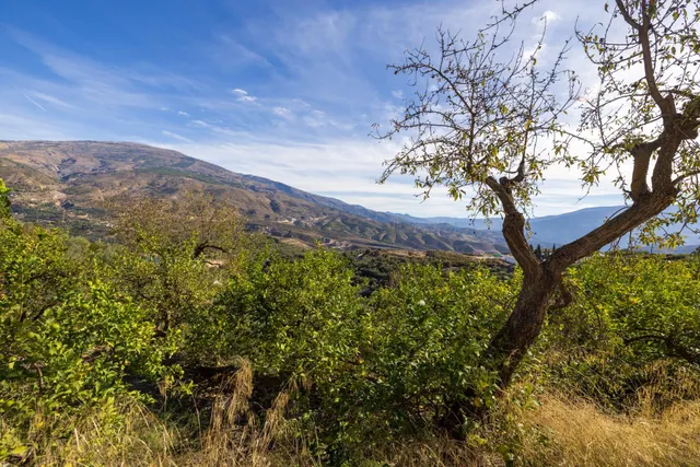 ¡Oportunidad única! Dos Fincas rústicas de mas de 15.000 m2 en total en Pinos del Valle. VENTA JUNTAS O SEPARADAS — 49