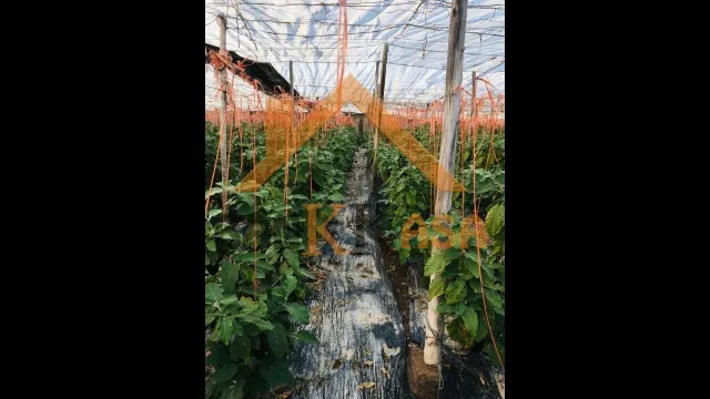 SE VENDE INVERNADERO EN EL EJIDO ZONA PARAJE CUATRO VIENTOS — 3