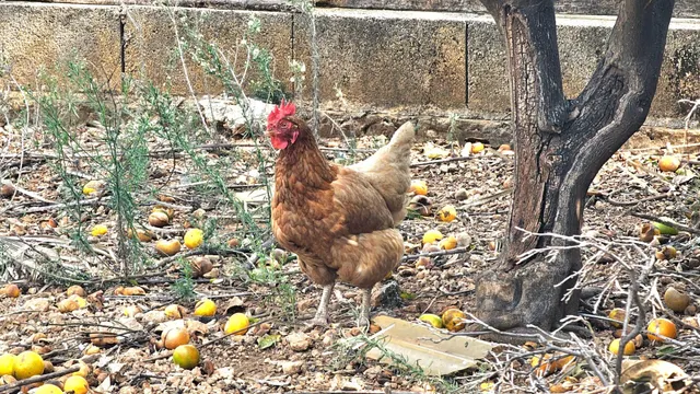 Encanto rural, tranquilidad y naturaleza en Les Coves (Corbera) — 25