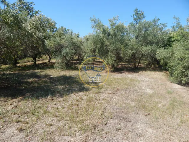 OPORTUNIDAD PARCELA DE REGADÍO CON ÁRBOLES FRUTALES EN PLENA PRODUCCION EN ONTINYENT — 15