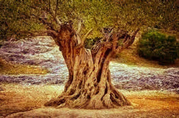 Terreno Rústico 497m² en venta - Comunidad valenciana - foto 2