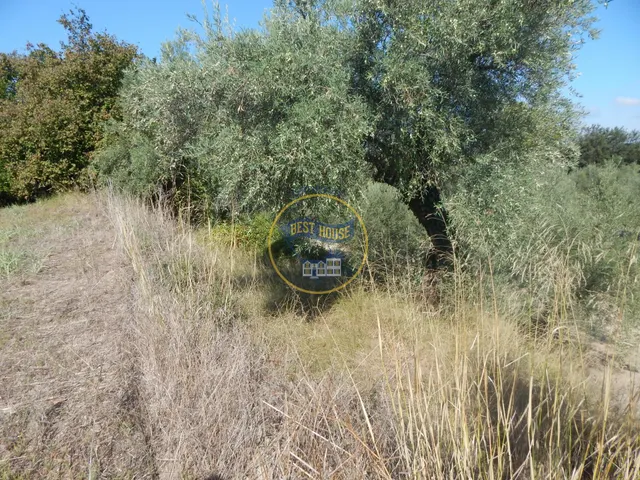 OPORTUNIDAD PARCELA DE REGADÍO CON ÁRBOLES FRUTALES EN PLENA PRODUCCION EN ONTINYENT — 3
