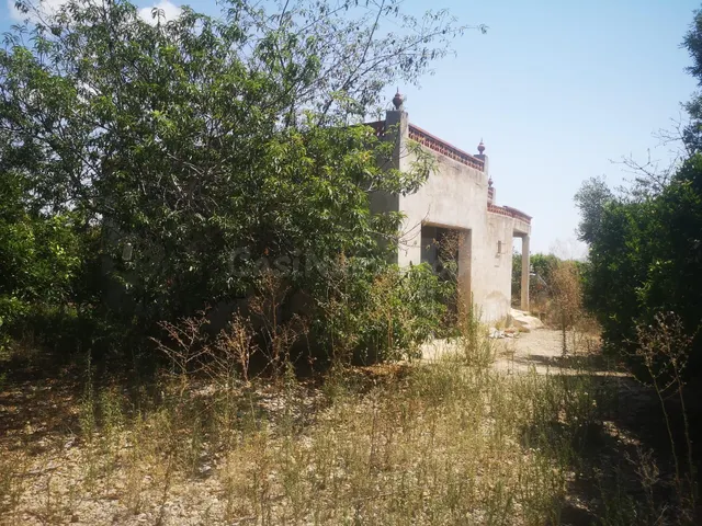 CASA EN FINCA DE NARANJOS CON POZO PROPIO - foto 4