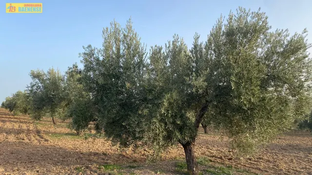 Olivar intensivo con buen acceso — 4