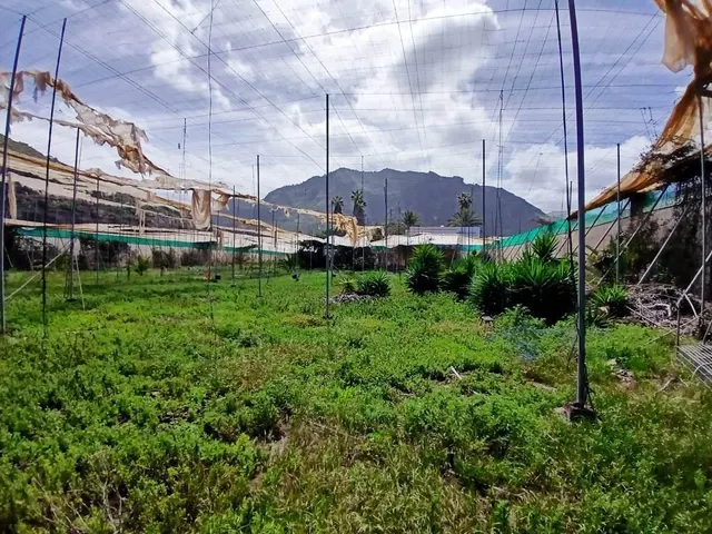 Casa con finca en Buenavista del norte — 5