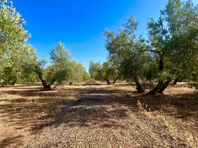 ALBOLOTE - PANTANO CUBILLAS — 6