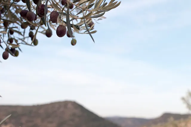 Magnifica finca 46 Hectáreas de la cual plantada de olivos,  - foto 3
