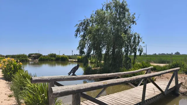 BARRACA TÍPICA DEL DELTA EN AMPOSTA — 23