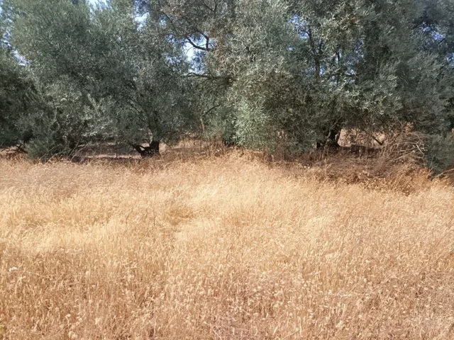 Venta de 'Cortijo del Enamorado' en Lucena - Córdoba - foto 4
