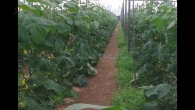 SE VENDE INVERNADERO ECOLÓGICO EN BALERMA - foto 3