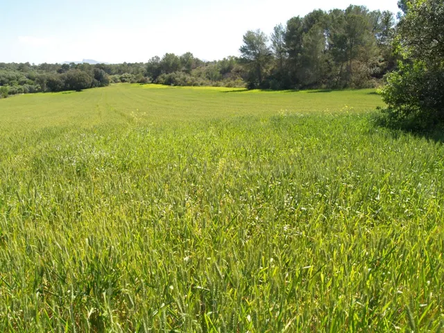 Terreno rural para construir en Santa Margalida, Mallorca - foto 2