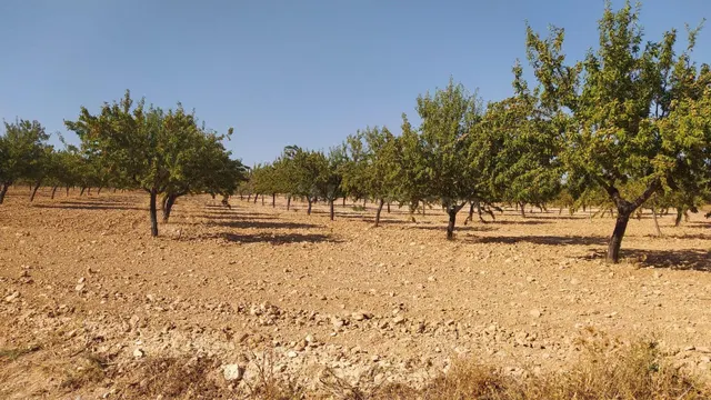 Finca Rústica Productiva con Pozo Legal y Placas Solares – N