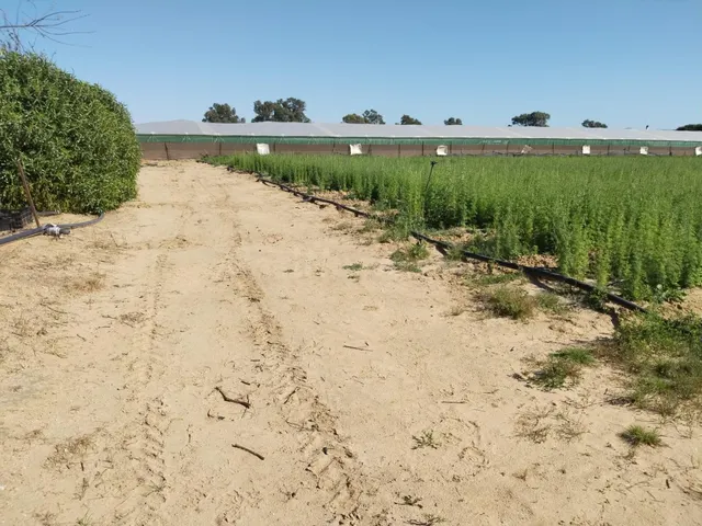 EN PAGO MEDIA NARANJA, EN LA ZONA DEL PINAR, AQUI ES DONDE P - foto 4