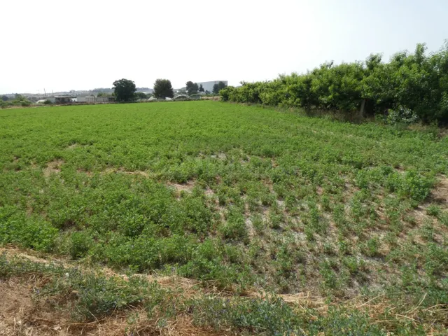 ++Terreno no urbano en Alguazas zona El Paraje++, 1513 m - foto 3