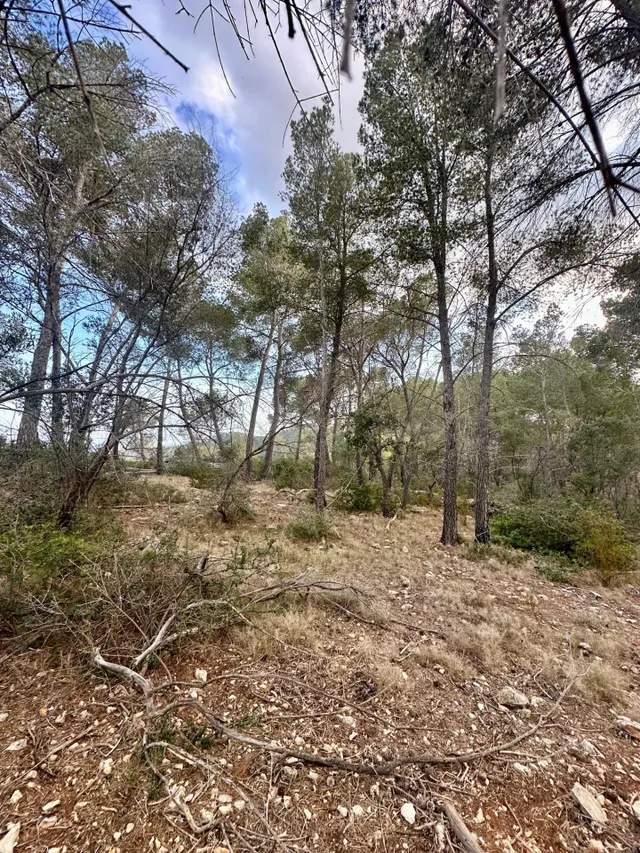 Terreno Rústico de 12.240 m2 en S’Arracó (Andratx) | Vistas al Mar, Cueva Natural y Pago Aplazado — 6