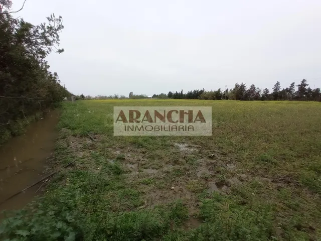 Parcela rústica de 5.000 m2 en venta, Chipiona - foto 4