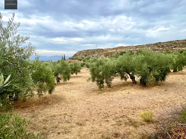 NIVAR - FINCA DE OLIVOS — 18