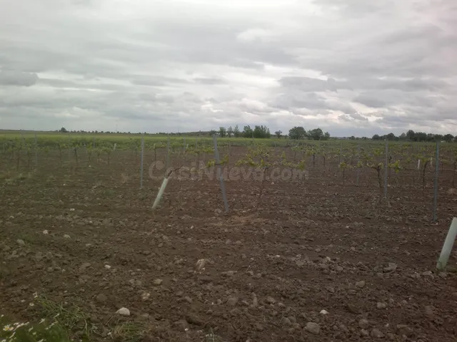 FINCA RUSTICA DE 80 h VIÑA EMPARRADA - foto 2