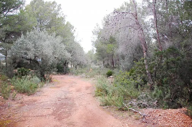 Finca rústica en venta - Afueras del pueblo — 2