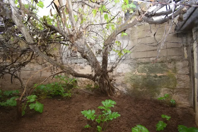 Casa de pueblo con jardin en Muro - foto 2