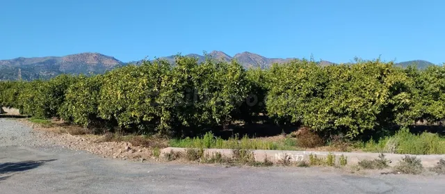 SUELO RUSTICO EN LA VALL D'UIXÓ - foto 5