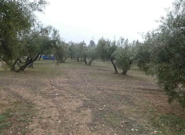 Finca rústica en Peligros – Ideal inversión o explotación agrícola — 16