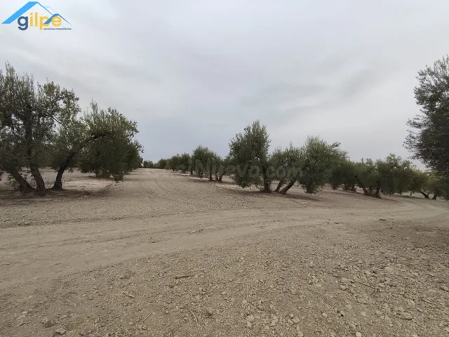 ESTUPENDA PARCELA EN EL TERMINO DE ARAHAL - foto 5