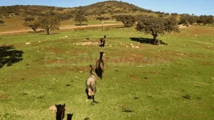 Finca rústica de 656 ha en Puebla de Guzmán (Huelva) — 3