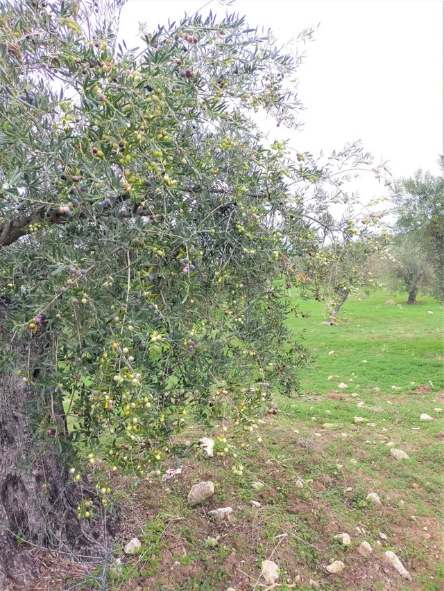 Espectacular finca en la localidad de Alozaina — 7