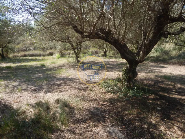 OPORTUNIDAD PARCELA DE REGADÍO CON ÁRBOLES FRUTALES EN PLENA PRODUCCION EN ONTINYENT — 7