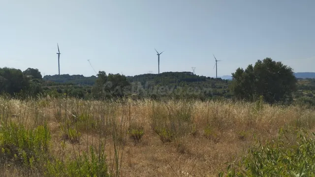 OCASION FINCA DE REGADIO PLANTADA DE OLIVOS EN PRODUCCION - foto 4