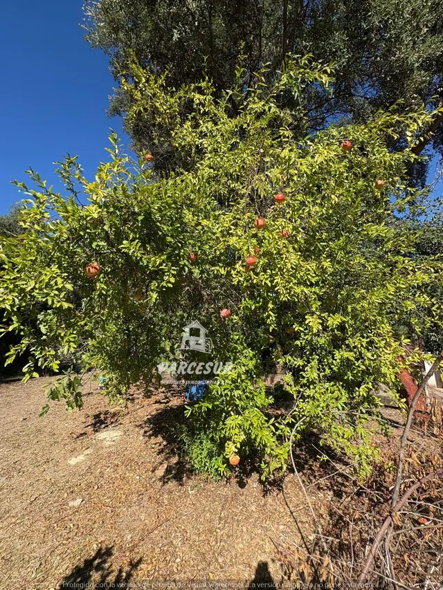 Casa de campo con gran parcela y frutales en Las Siete Fincas. — 28