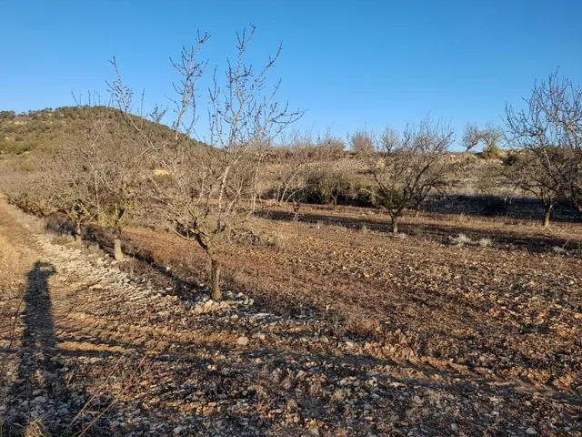 OCASION GRAN  FINCA EN PRODUCCION DE 8,4 HAS. EN CORBERA D´EBRE — 4