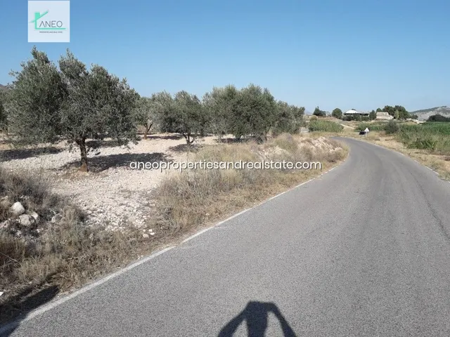 TERRENO AGRICOLA CON AGUA DE RIEGO Y CULTIVOS - foto 2
