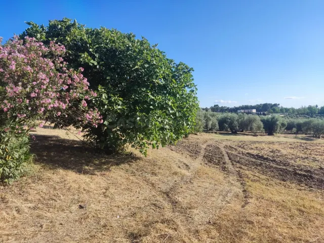 Terreno de 20.000 m2 - foto 2