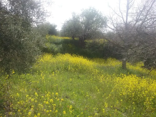 OLIVAR EN EL FARGUE. Paraje Aynadamar — 9