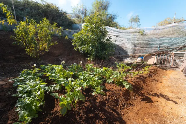 Finca rústica con casa terrera y vistas al mar en tierra del trigo, los silos — 26