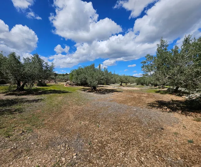 Finca Rustica de 45.344 m2, plana y plantada de olivos en producción — 8