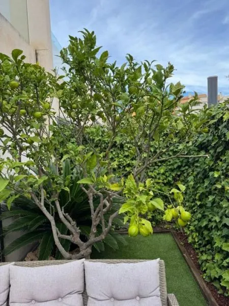 Adosado 3 habitaciones 127m² en venta - Punta Prima — 30