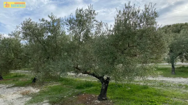 Olivar intensivo cerca de Baena — 5