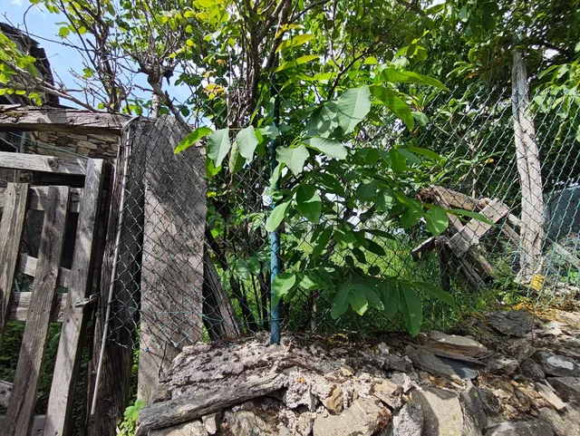 venta casa con terreno en el Acebo - foto 2