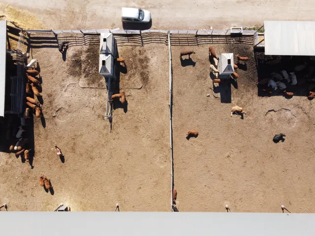 Gran explotación ganadera en lorca: capacidad para 760 cabezas y finca agrícola en producción — 18