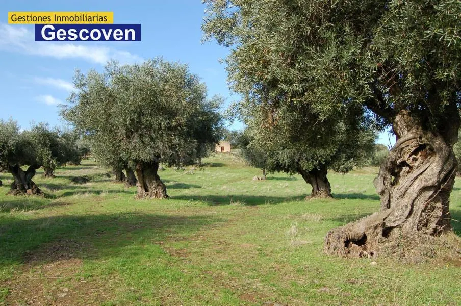 VENTA FINCA OLIVAR