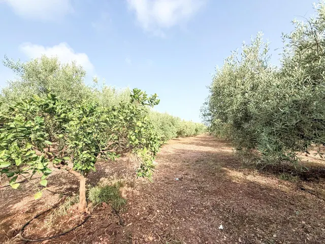 FANTASTICA MASIA CON PISCINA Y AMPLIA PARCELA EN VENTA — 37