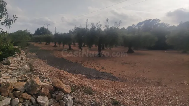 Se vende terreno a 5,5km de Benicarló y a 3km de Calig.