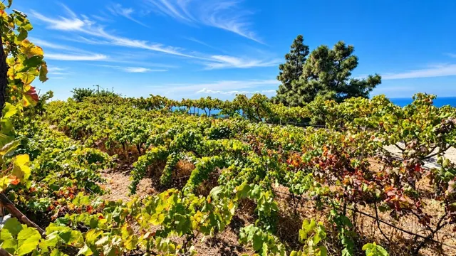 Finca exclusiva en Vilaflor · 2 viviendas, viñedo, bodega y piscina — 82
