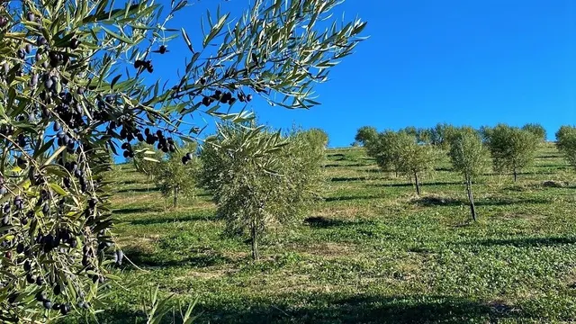 Fantástica finca de garrotes — 4